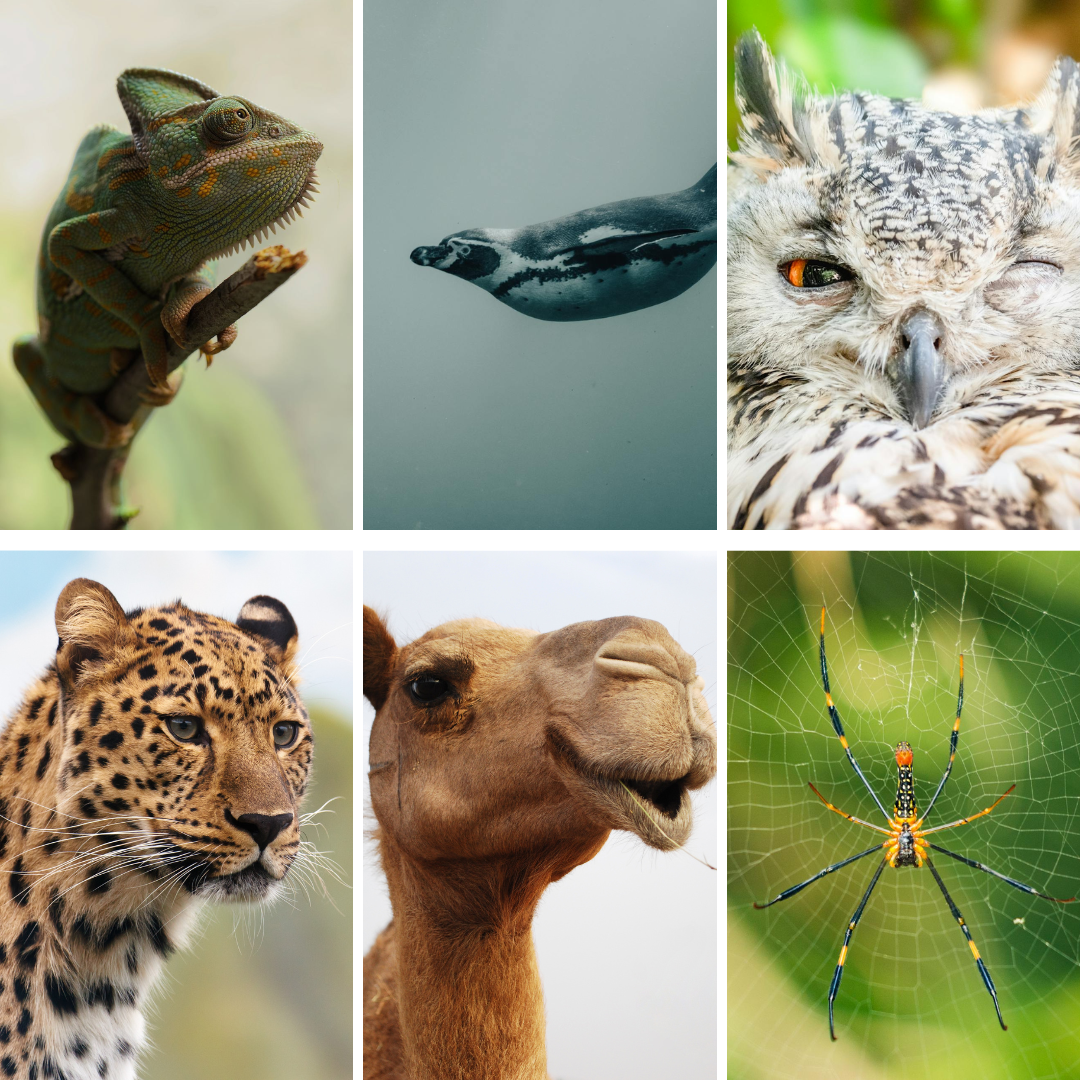 Animal Superpowers: Adaptations in the Wild!