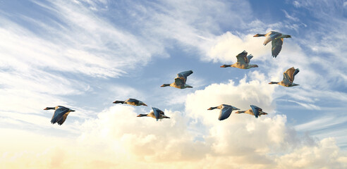 Discover the Amazing Secrets Behind Why Birds Migrate South for Winter!