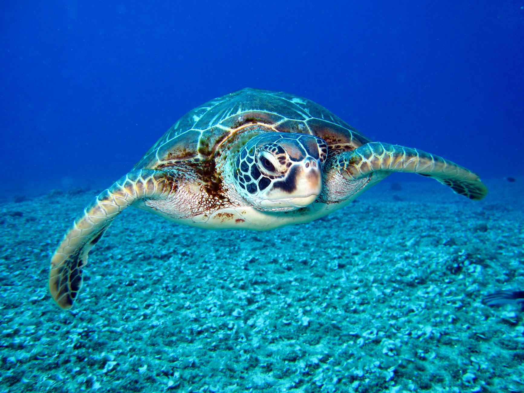 Amazing Ocean Adventures: Explore Marine Animals for Kids!